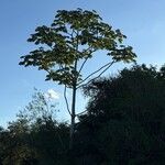 Cecropia pachystachya Feuille