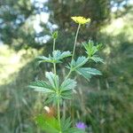 Potentilla erecta Fuelha