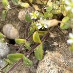 Cerastium semidecandrum पत्ता