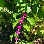 Callicarpa americana ഫലം