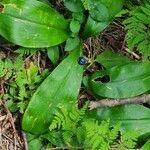 Clintonia borealis Fruit