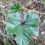 Malva sylvestris Blatt