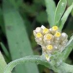 Pseudognaphalium undulatum Flower