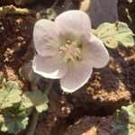 Malvella sherardiana Flower