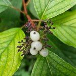 Cornus sericea Frukto