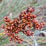 Juncus acutus Φρούτο