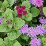 Ageratum houstonianum Fulla