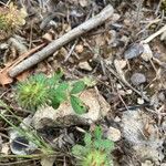 Trifolium lappaceum Blad