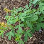 Crotalaria goreensis Habitus