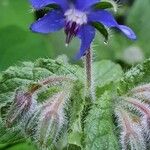 Borago officinalisKwiat