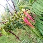 Acacia dealbata 花