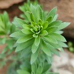 Linaria purpurea Blad