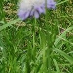 Scabiosa columbariaFlower