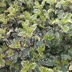 Pittosporum tenuifolium Leaf