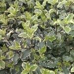 Pittosporum tenuifolium Folha