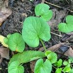 Viola × melissifolia Leaf