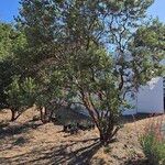 Arctostaphylos pringlei Habit
