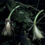 Pachira dolichocalyx Flower