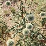 Echinops macrophyllus Hábito