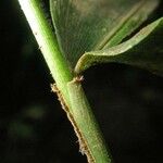 Panicum stoloniferum Bark