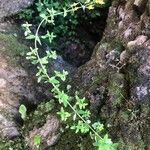 Hypericum pulchrum Plante entière