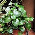 Peperomia polybotryaList