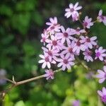 Pericallis papyracea Floro