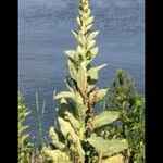 Verbascum thapsusLeaf