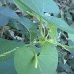 Aristolochia anguicida List