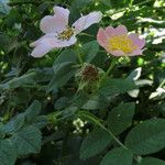 Rosa tomentosa Blomst