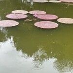 Victoria amazonica Habitat