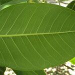Ficus rubra Lehti