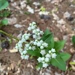 Parthenium integrifolium ফুল