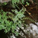 Veronica catenata 花