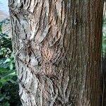 Acacia melanoxylon বাকল