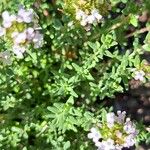 Thymus vulgaris Leaf