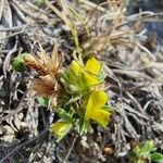 Ononis pusilla Flower