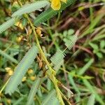 Chamaecrista mimosoides Hoja