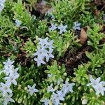 Galium pseudohelveticum Flower