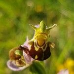 Ophrys apiferaBlomma