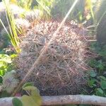 Mammillaria grahamii 葉