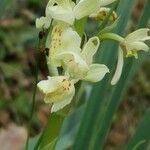 Orchis provincialis Flor
