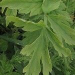 Papaver cambricum Blatt