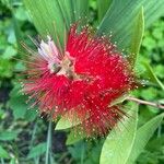 Callistemon citrinusFloare