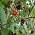 Rubus armeniacus 果