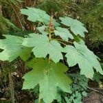 Oplopanax horridus Hoja