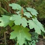 Oplopanax horridus Folha