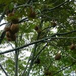 Durio zibethinus Fruit