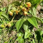 Rubus volkensii