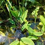 Orontium aquaticum Leaf